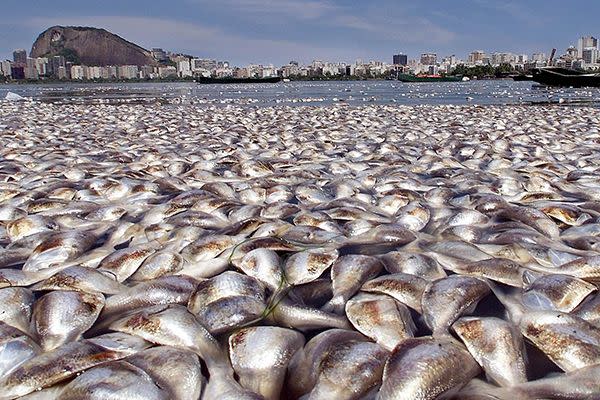 Dead fish lie on the shores of Rodrigo de Freitas Lake in southern Rio de Janeiro. Source: World of Sport