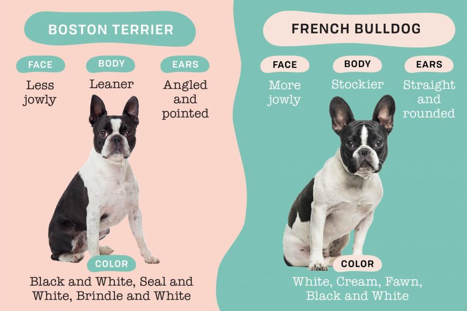 boston terrier vs french bulldog physical differences