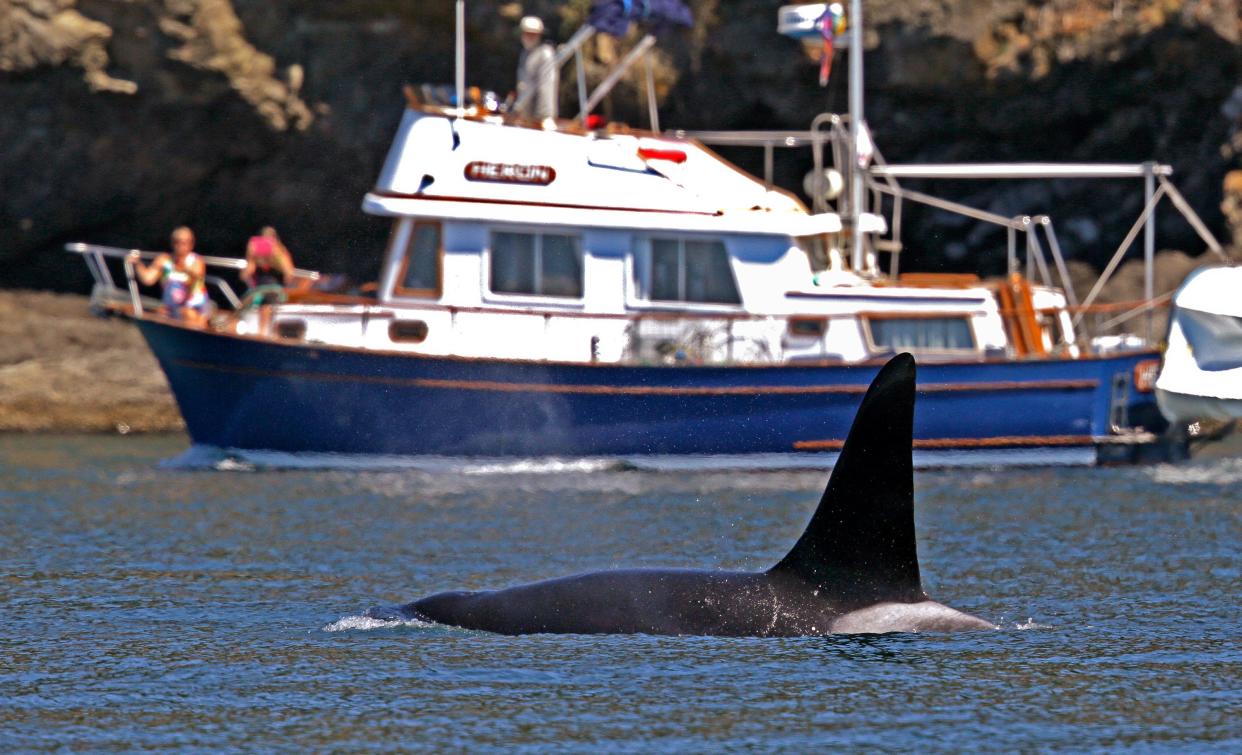 An orca swims past a recreational boat sailing just offshore in the Salish Sea in the San Juan Islands, Wash., July 31, 2015.