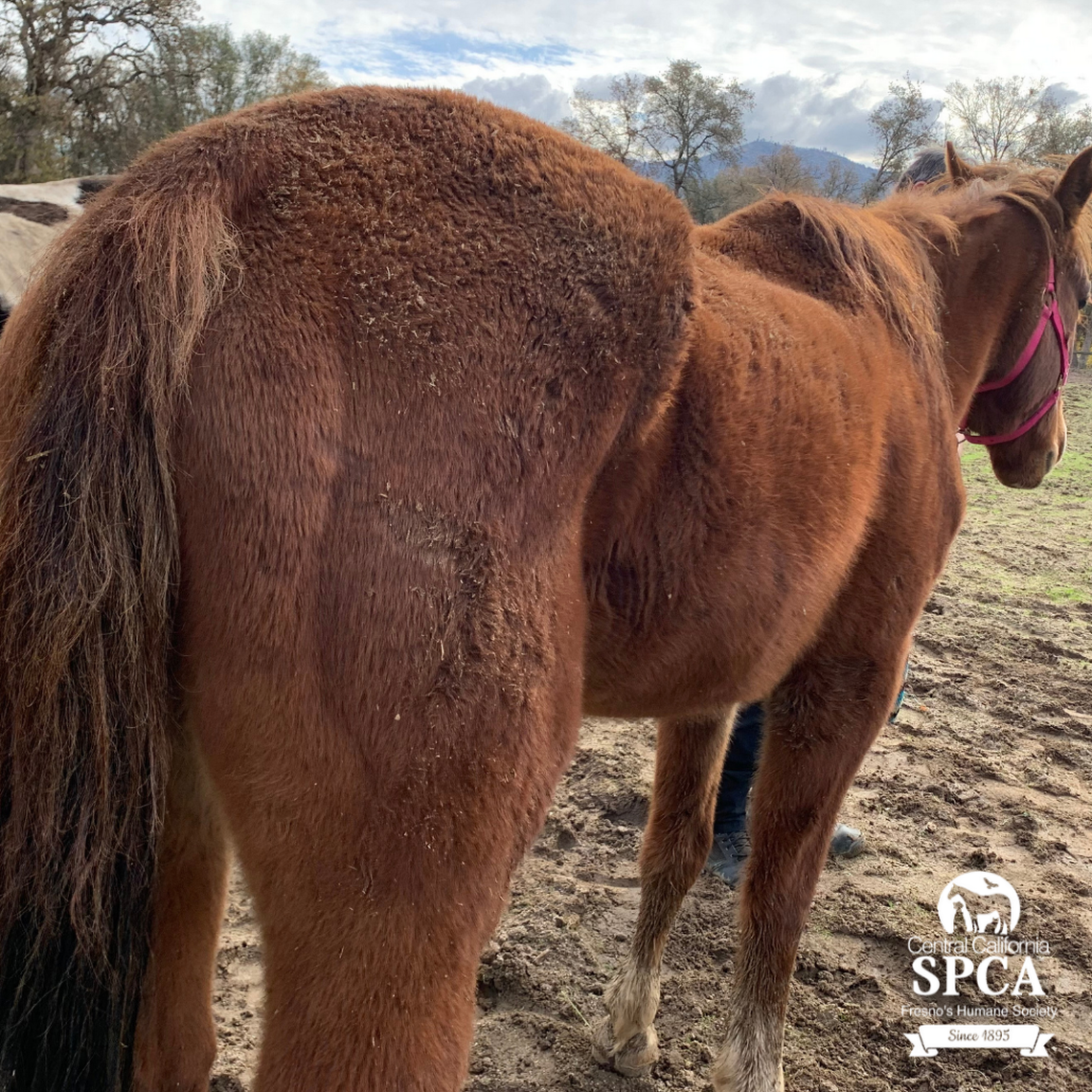Animal rescue officials say they seized ten horses after “failed attempts” to convince the owner to work with the agency to improve conditions for the animals.