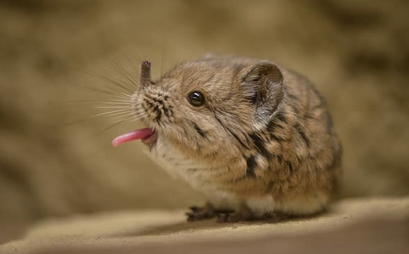 Two adorable sengis make debut at Chester Zoo