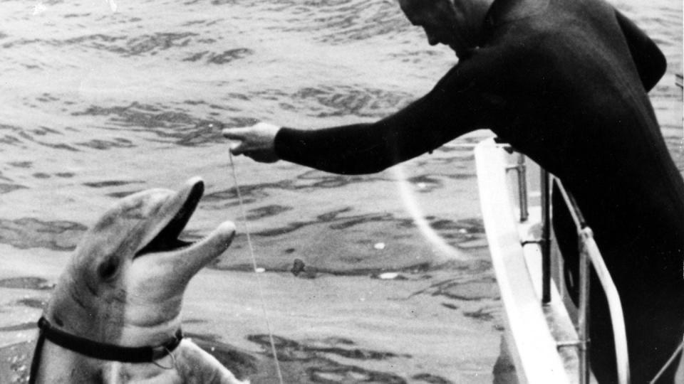 Tuffy the dolphin gets trained in recovering an acoustic device in 1965. (Navy)