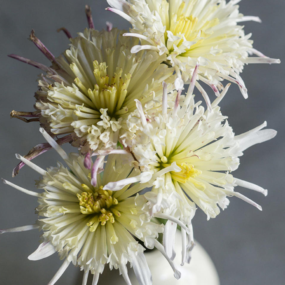 <p>Get a late-season dose of beauty from autumn’s most reliable flower</p>