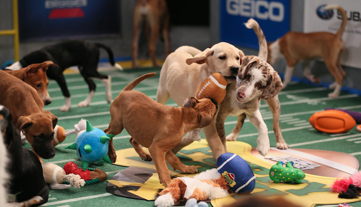 How to Watch the Puppy Bowl Online For Free to See Team Ruff & Team