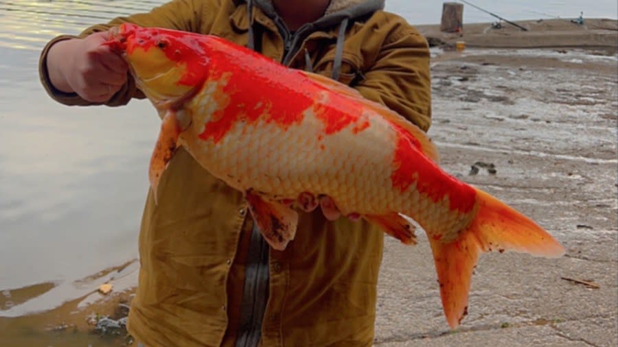 Koi fish caught in Lady Bird Lake in Austin, Texas. (Credit: Colton Eubanks)