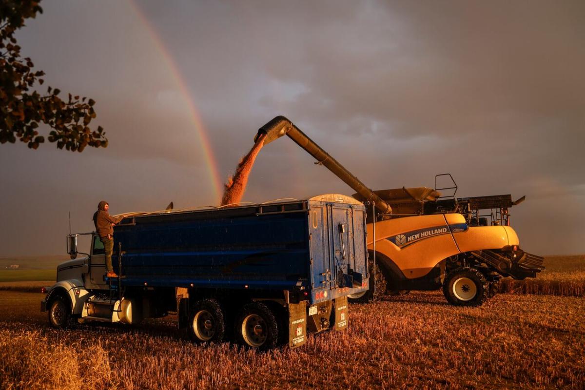 Many Alberta farmers found relief after staring down drought. But the story doesn’t end there