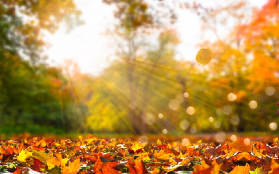 <p>"Ist der Oktober warm und fein, kommt ein scharfer Winter drein. Ist er aber nass und kühl, mild der Winter werden will." Wer sich im Oktober über einen warmen und goldenen Herbst freut, muss mit einem ziemlich harten Winter rechnen. Falls man dieser Bauernregel Glauben schenken mag ... (Bild: iStock / winyuu)</p> 