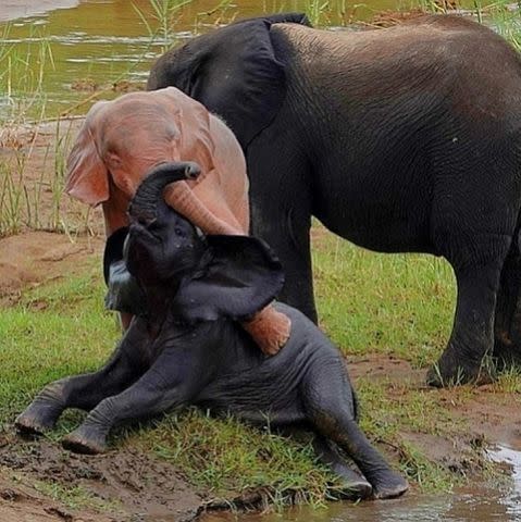 <p>Theo Potgieter/SWNS</p> A pink elephant calf playing near a river inside Kruger National Park