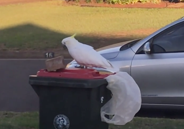 Sulphur-crested cockatoo removes brick from bin in southern Sydney.