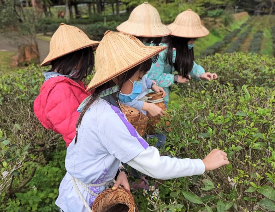 《圖說》文山農場採茶體驗。〈環保局提供〉