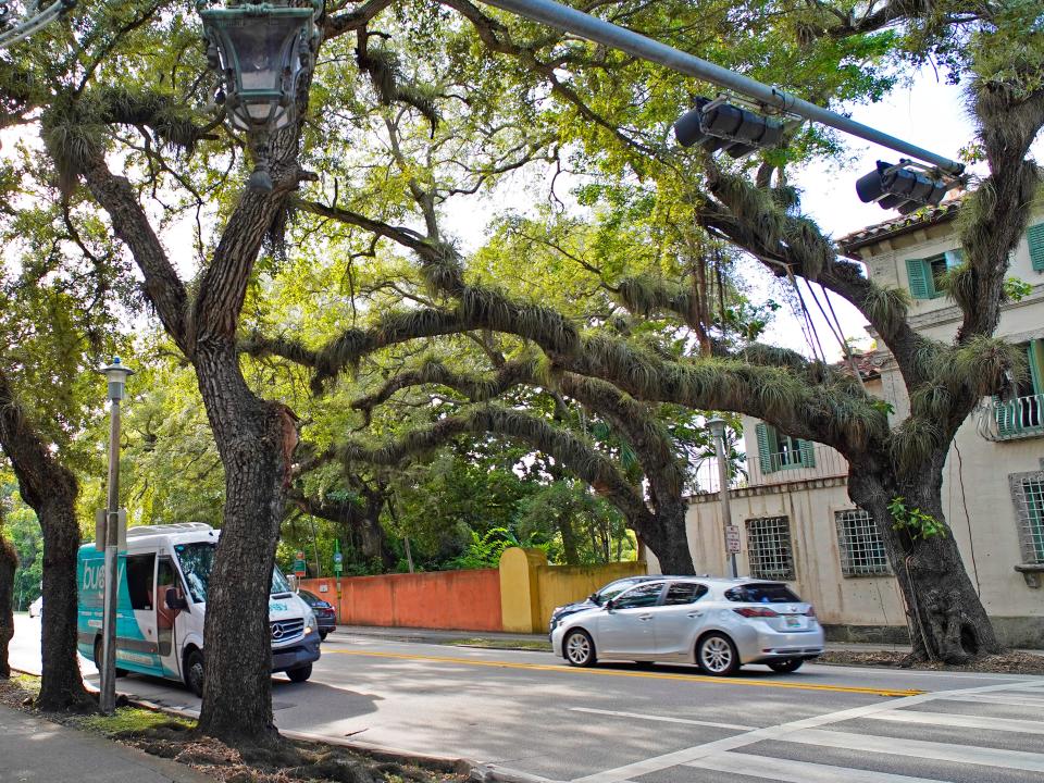 A traffic light with trees surrounding it in Miami's Coconut Grove neighborhood