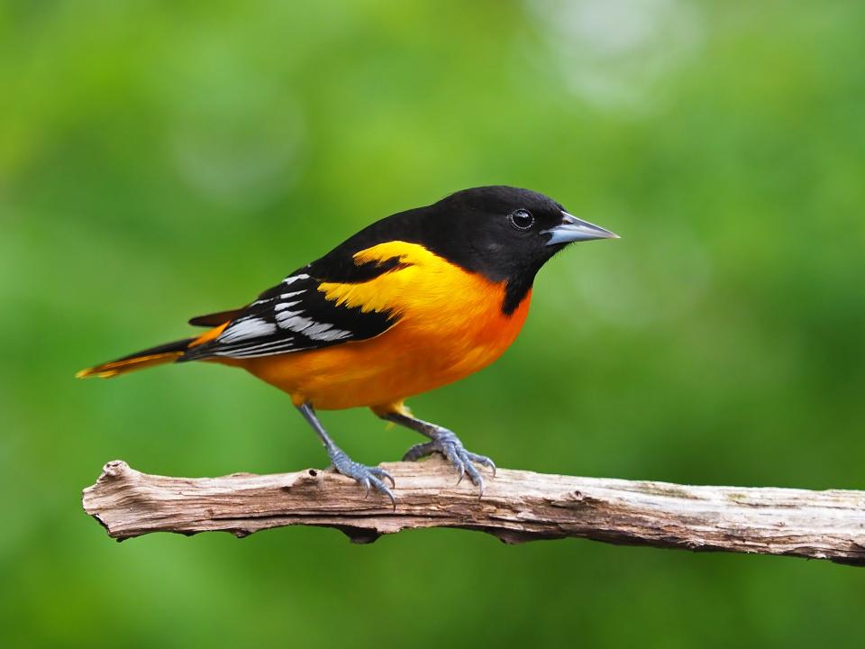 The Baltimore oriole is Maryland's state bird.