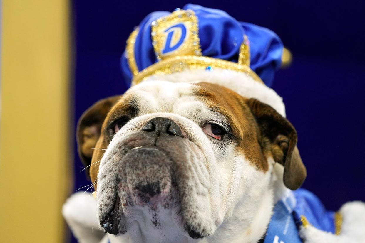 Bam Bam, owned by Maggie Estby, of Champlin, Minn., sits on the throne after being crowned the winner of the annual Drake Relays Beautiful Bulldog Contest, Monday, April 25, 2022, in Des Moines, Iowa. The pageant kicks off the Drake Relays festivities at Drake University where a bulldog is the mascot. (AP Photo/Charlie Neibergall)