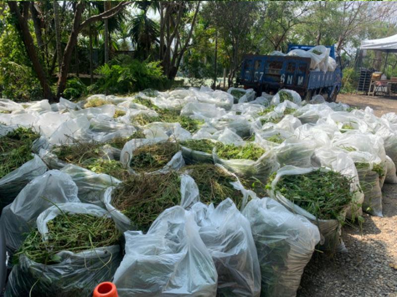 共下來挷草！除綠癌小花蔓澤蘭