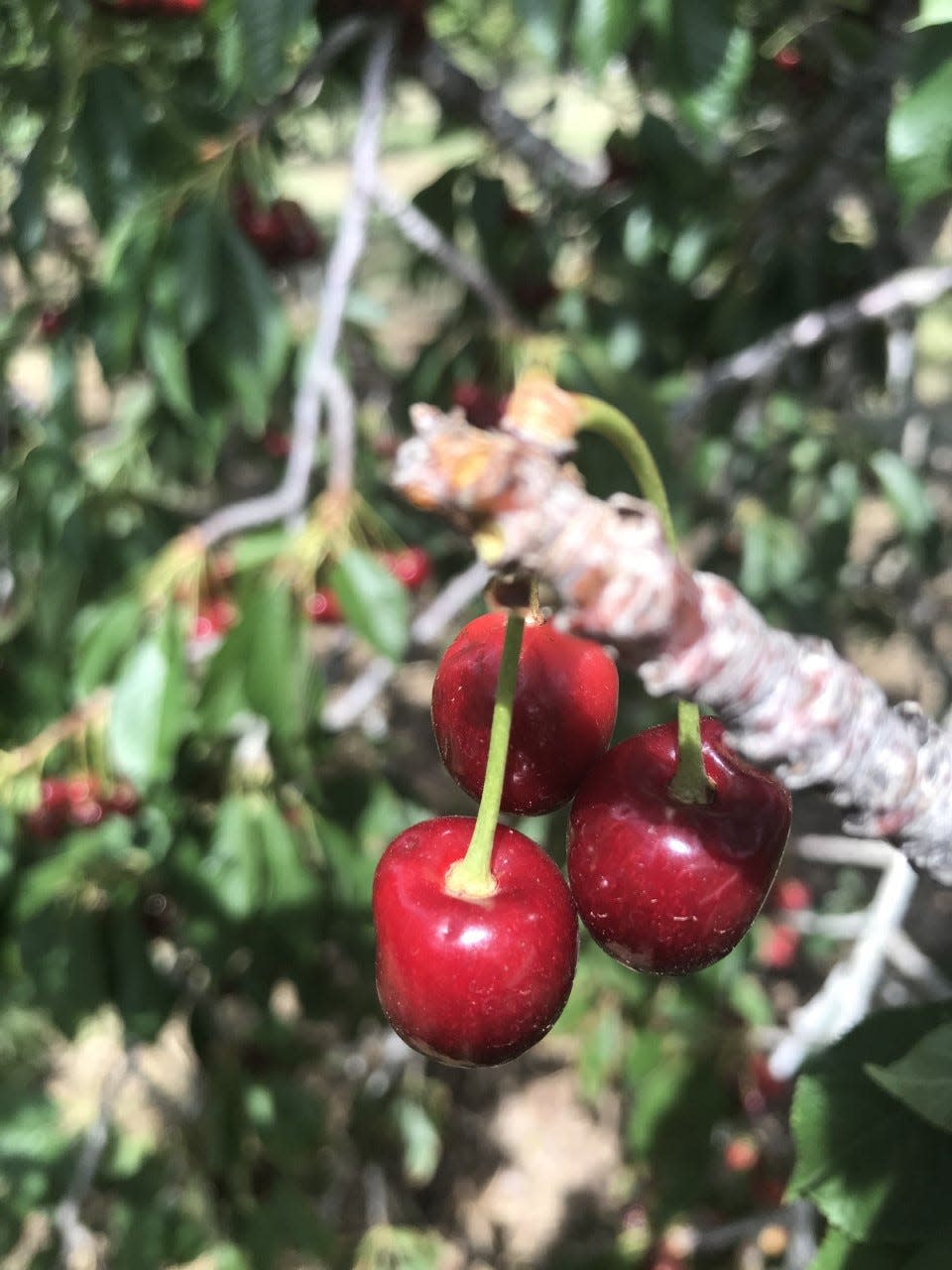 Celebrate dad by taking him to the Cherry Festival, June 14-16, in the Nichols Ranch, 236 Cottonwood Canyon, in La Luz, N.M.