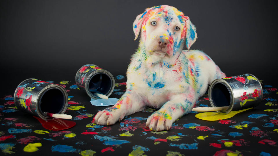 yellow labrador puppy covered in colourful paint