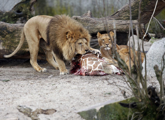 Zoológico de Copenhague mata joven jirafa