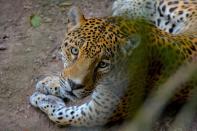 Esses animais são fofinhos, mas podem te matar