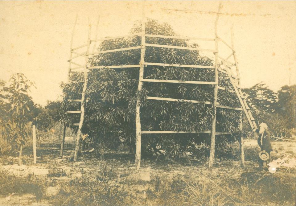 Elbridge Gale with one of his mango trees on his homestead in Mangonia. Mangonia existed before the City of West Palm Beach, which was incorporated in 1894.
