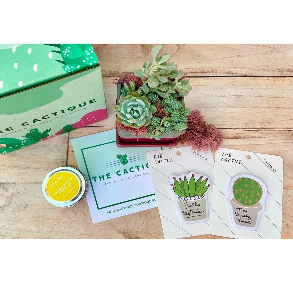 the cactique boutique box