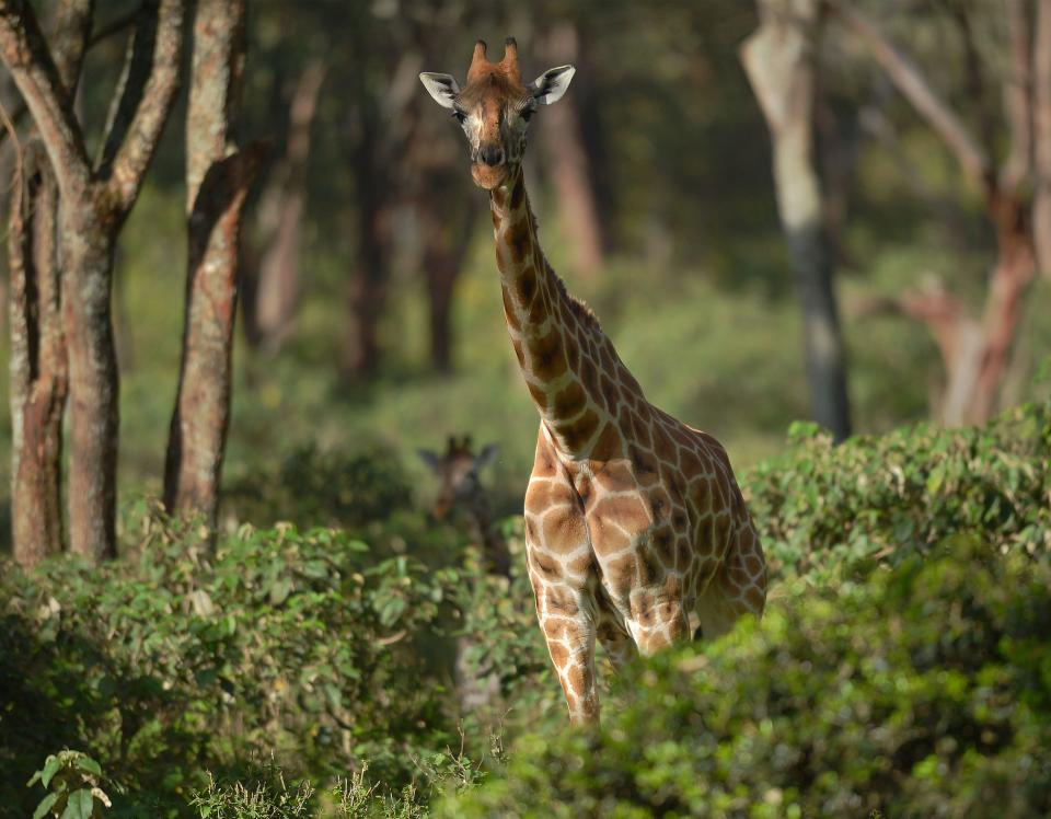A Rothschild subspecies giraffe stands in its habitat at Nairobi's giraffe conservation centre 