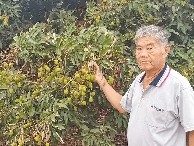 高雄玉荷包受到今年氣候炎熱及雨水不足影響，開花後掉果率高，產量僅剩一半，也因天氣炎熱呈現早熟，今年果粒較小較甜。（林雅惠攝）