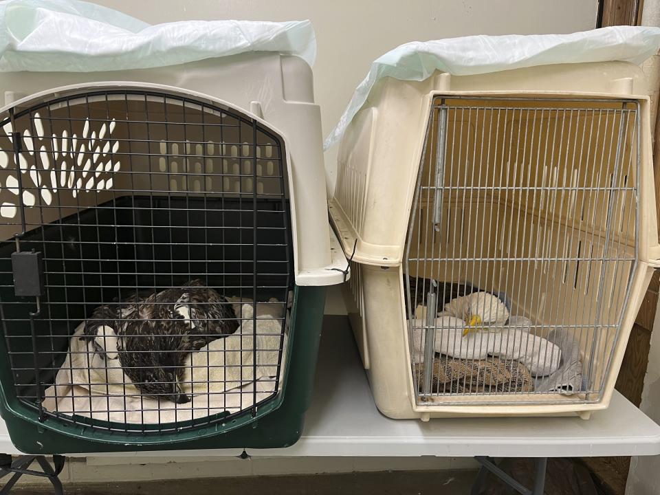 In this undated photo provided by The Raptor Center, two bald eagles likely poisoned by scavenging the carcasses of euthanized animals that were improperly disposed of at a Minnesota landfill are seen in critical condition at the University of Minnesota's Raptor Center, in Minneapolis. (Courtesy of The Raptor Center via AP)