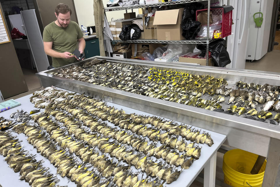 In this image provided by the Chicago Field Museum, workers at the Chicago Field Museum inspect the bodies of migrating birds, Thursday, Oct. 5, 2023, in Chicago, that were killed when they flew into the windows of the McCormick Place Lakeside Center, a Chicago exhibition hall, the night of Oct. 4-5, 2023. According to the Chicago Audubon Society, nearly 1,000 birds migrating south during the night grew confused by the exhibition center's lights and collided with the building. (Lauren Nassef/Chicago Field Museum via AP)