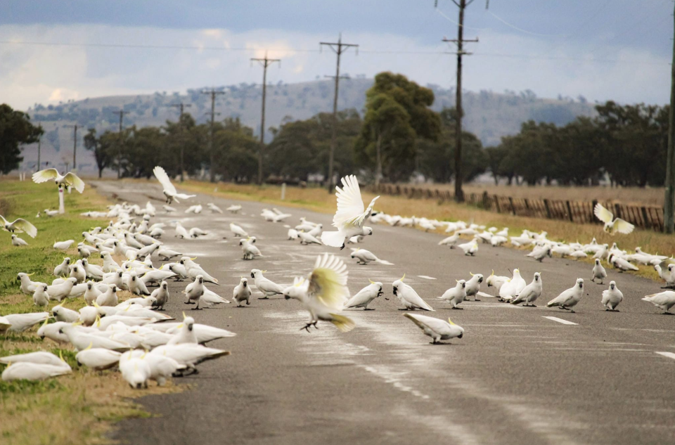 The sulphur-crested cockatoos standing in the middle of the rural road in Pine Ridge, NSW, on Wednesday. 