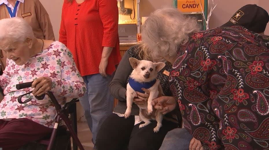 A Preble County Chihuahua hit a huge milestone today —his 23rd birthday!