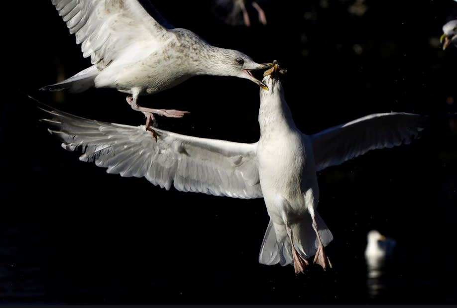 Möwen streiten sich um einen Keks im Park St. Stephen’s Green in Dublin, Irland. (Bild: Clodagh Kilcoyne/Reuters)