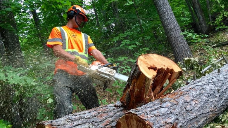 Nova Scotia Power and Halifax tussle over tree-trimming cost, method