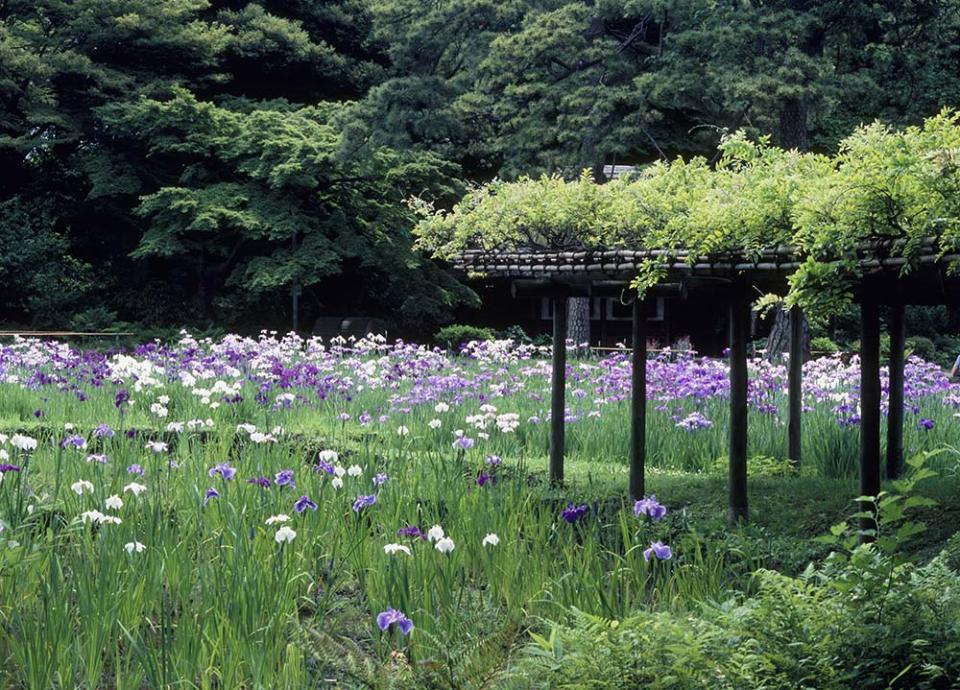 小石川後樂園（Image Source : Getty Creative/MIXA）