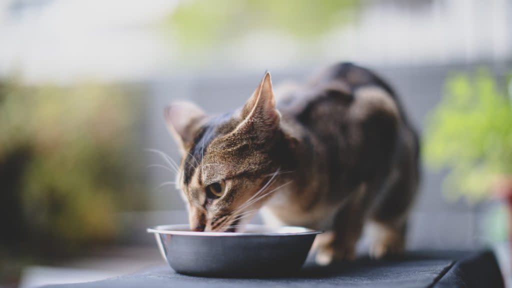 Close-up of a small cat eating from their bowl, none of Sheba's cat food is remembered