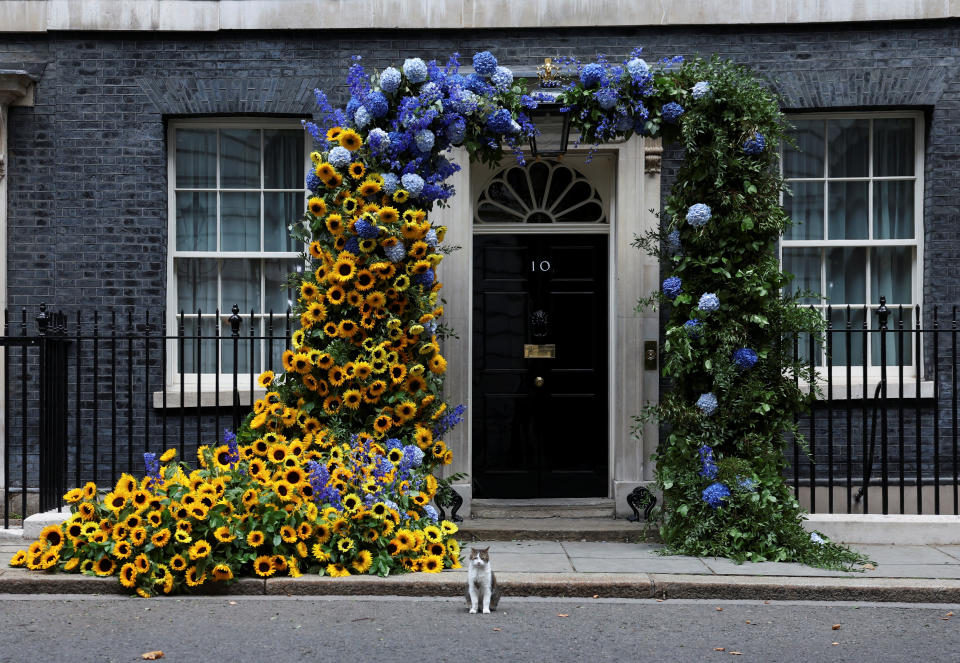 UK imports Larry the cat sits near a floral display arch to mark Ukraine's Independence Day in front of the door of 10 Downing Street in London, Britain, August 24, 2022. REUTERS/Kevin Coombs