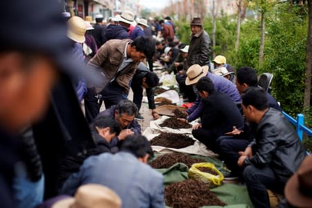 The Wider Image: As Chinese mountains get hotter, 'cure-all' fungus dwindles