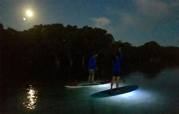 Despite the dark, marine life are visible thanks to lights underneath the board. Photo: Supplied