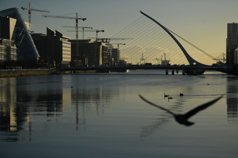 FILE PHOTO: Swans swim in the river Liffey in the financial district of Dublin