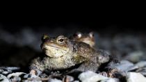 Estonian capital closes traffic to let frogs cross the road