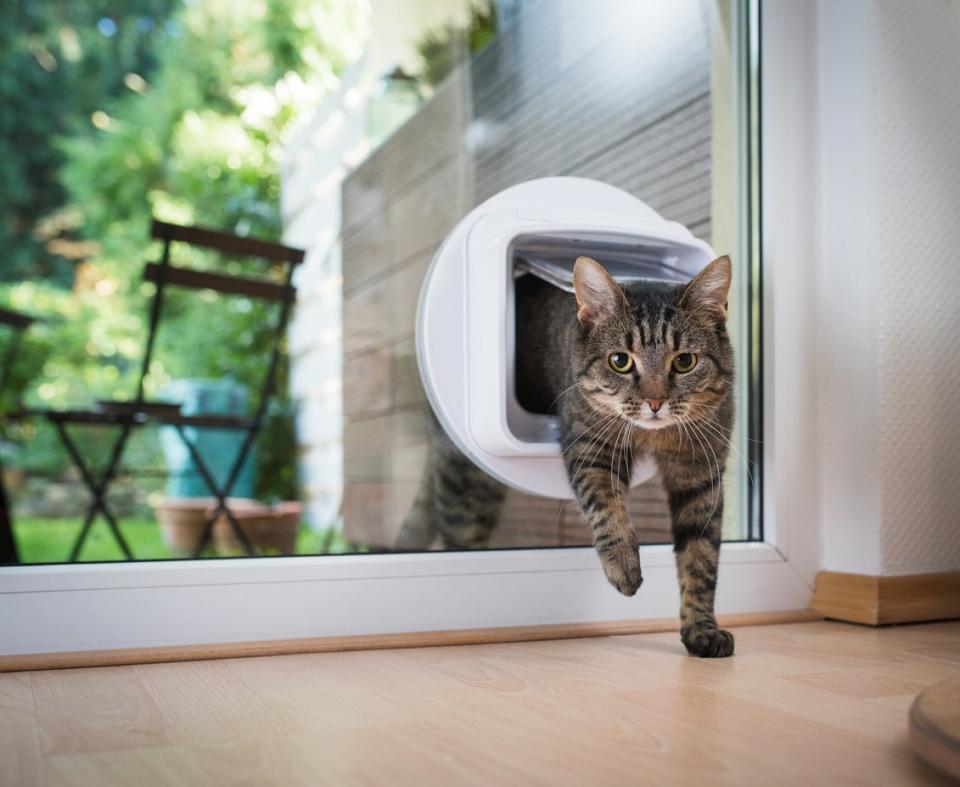 tabby shorthair cat passing through microchip cat flap