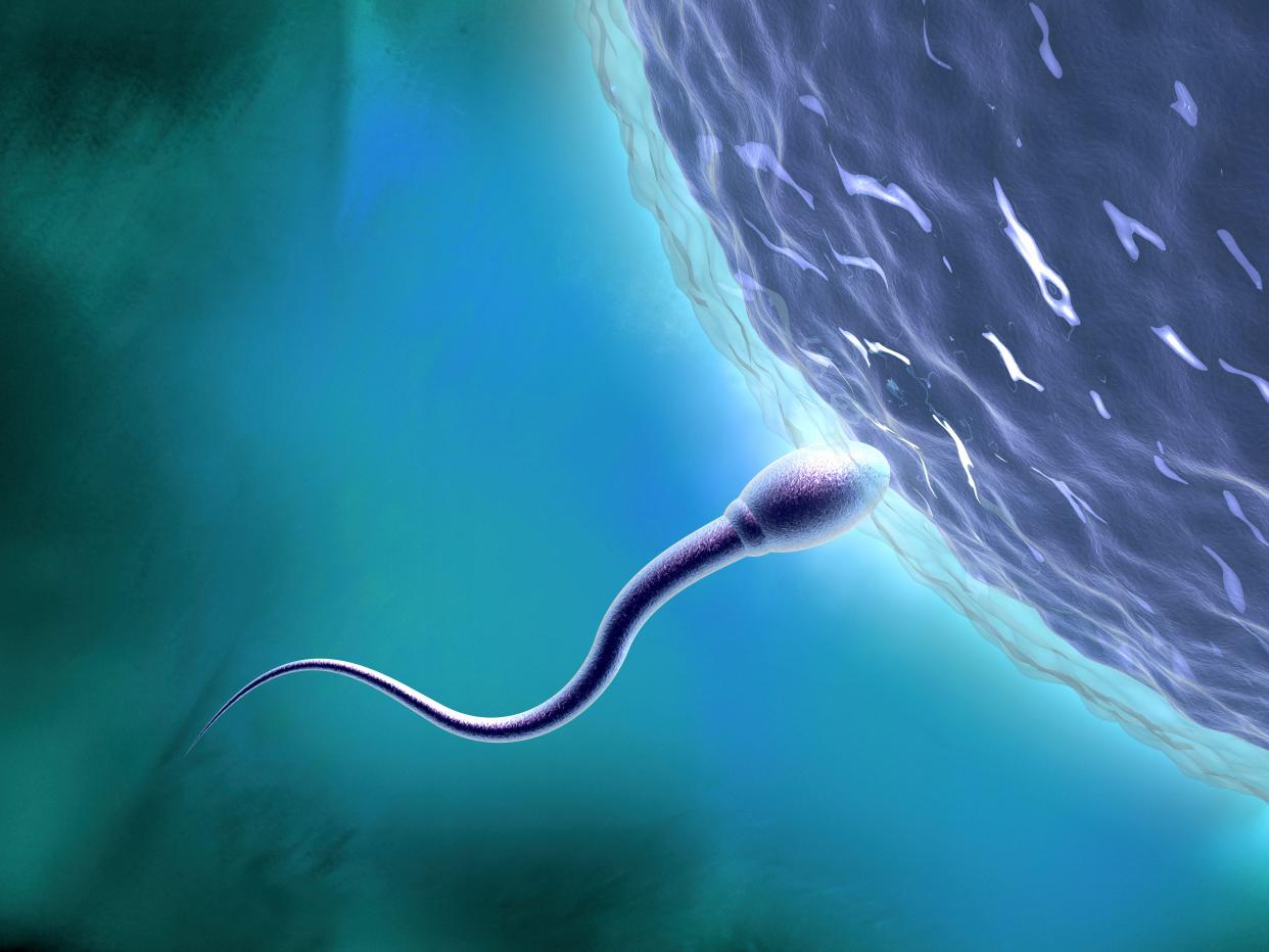 Sperm with an egg.