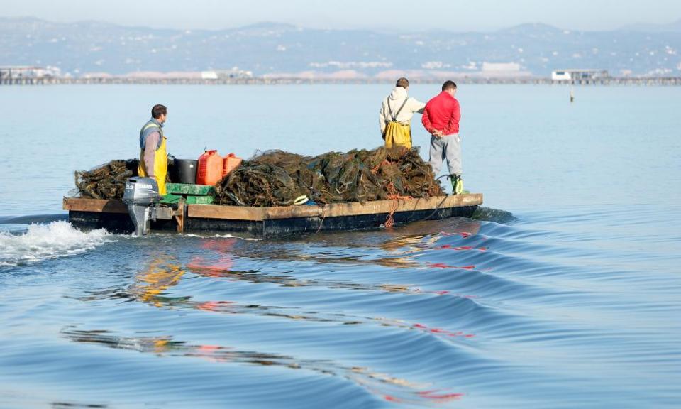 Mussel fishermen on the Ebro delta