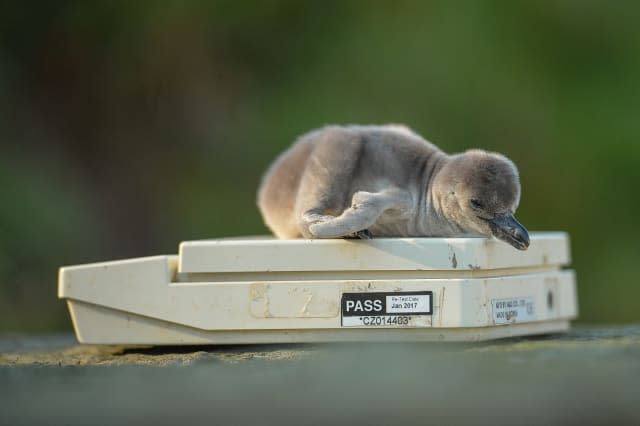 First Humboldt penguins chicks hatch at Chester Zoo