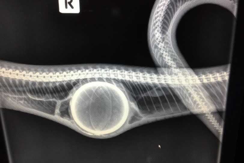 A snake had a tennis ball removed in Queensland. Source: Townsville Snakehandler/ Facebook