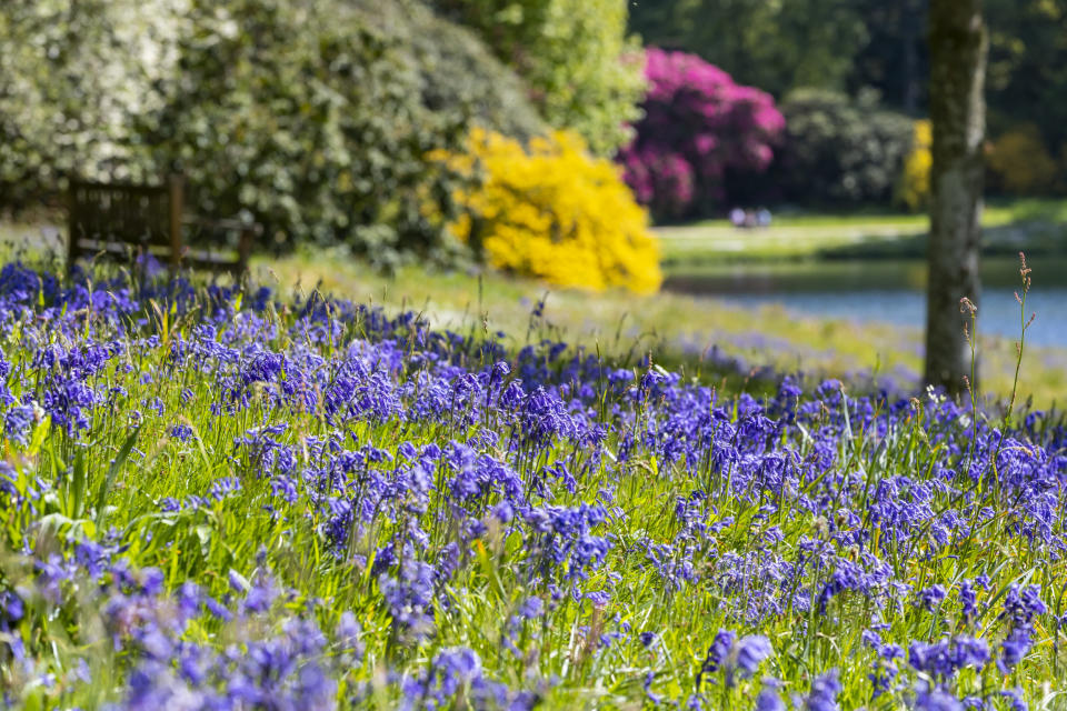 Bluebells by the lake in spring at Stourhead, Wiltshire