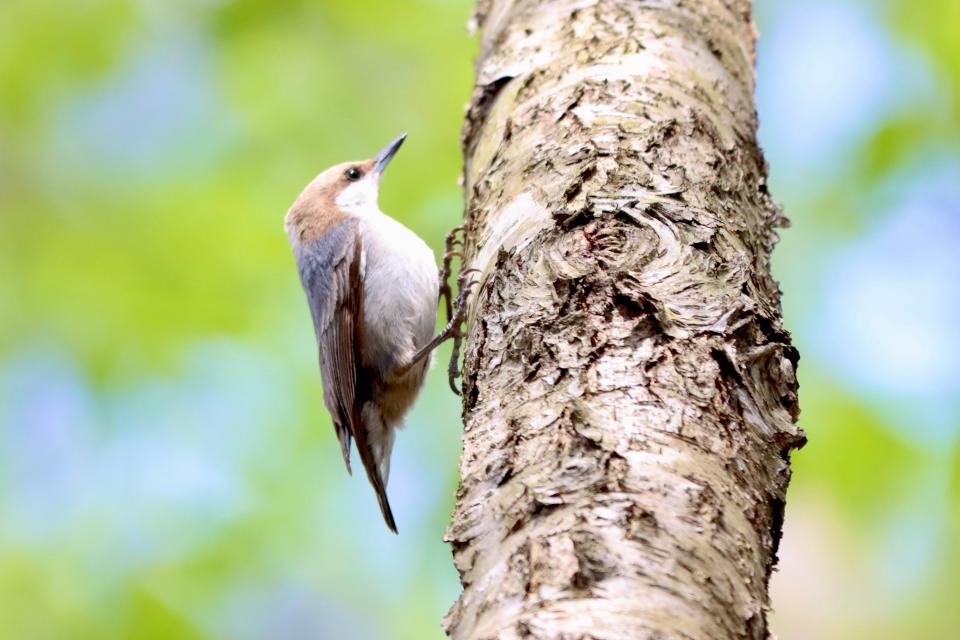 A brown-headed nuthatch, a little bit larger than a ruby-throated hummingbird, that has take up residence in a small patch of shortleaf pines in London, Ky.