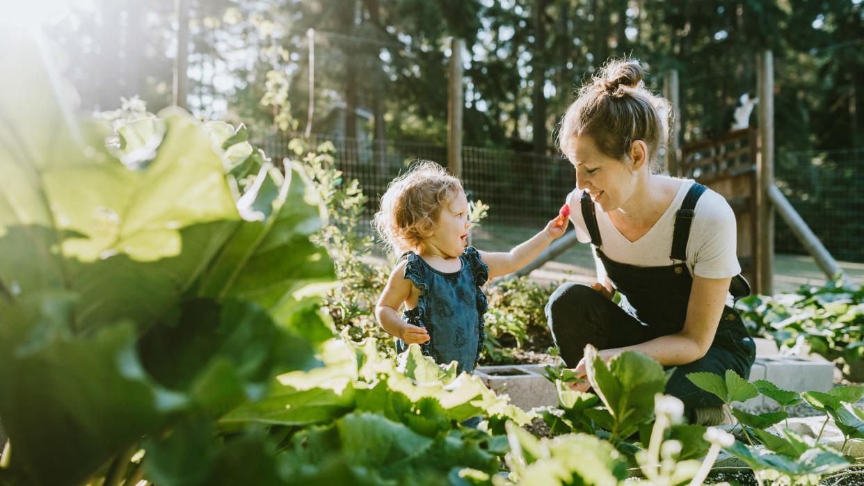 A mother and her baby daughter pick fresh strawberries from their garden on a warm late summer morning at their home.