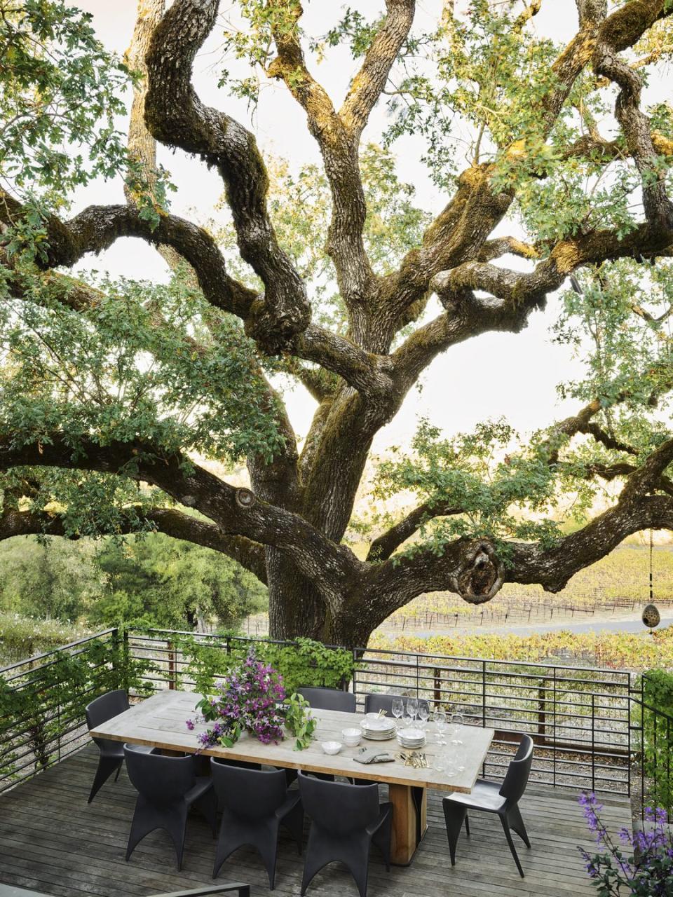 a coastal live oak shades an ipe dining deck overlooking the vineyards and forged steel and glass railings preserve the view