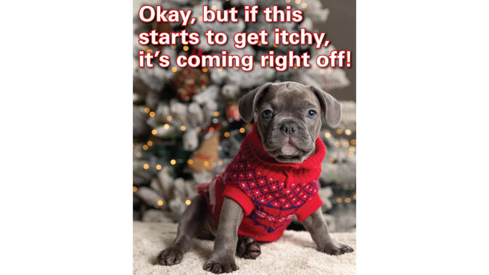 Christmas memes: Dog in sweater with caption, 