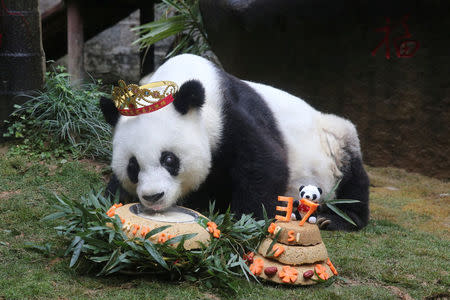 Basi, the oldest captive giant panda alive, eats a cake as people celebrate its 37 birthday, in Fuzhou, Fujian province, China, January 18, 2017. China Daily/via REUTERS